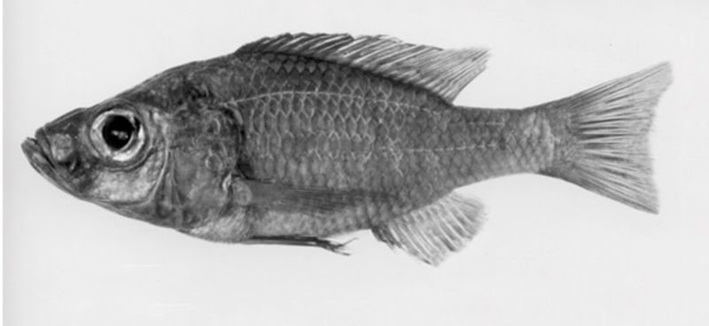 Diplotaxodon aeneus